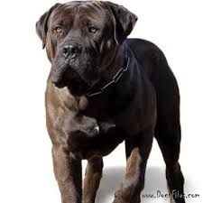 Boreboel, Presa Canario  and American Bandog Mastiff 