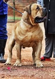 Boreboel, Presa Canario  and American Bandog Mastiff 