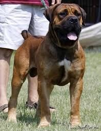 Boreboel, Presa Canario  and American Bandog Mastiff 