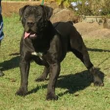 Boreboel, Presa Canario  and American Bandog Mastiff 