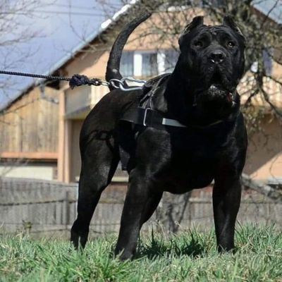 Boreboel, Presa Canario  and American Bandog Mastiff 