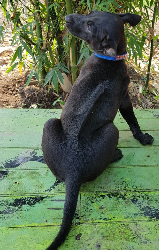 Black Thai Ridgeback is for sale. | Pets & Accessories | Nong Chok