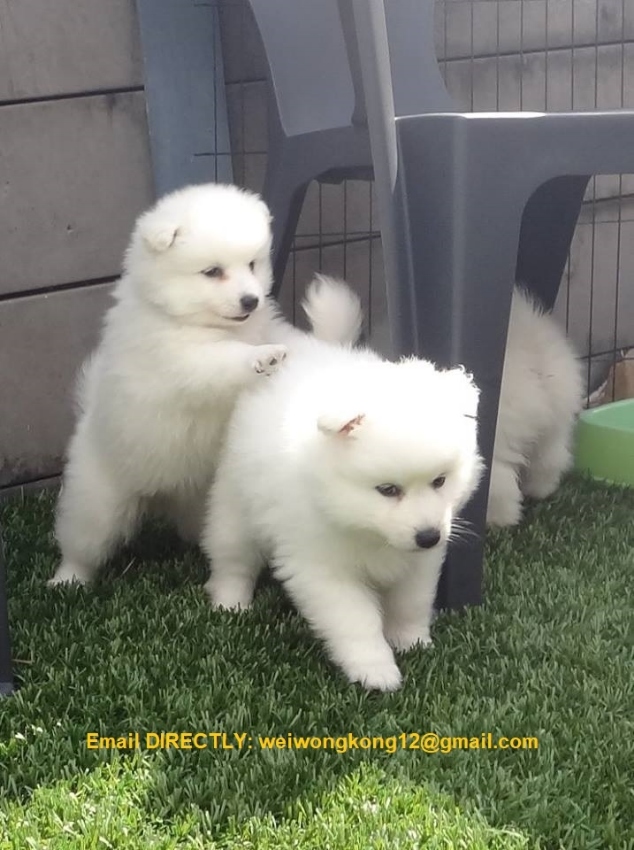 spitz puppies purebred bahtsold