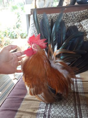 Chabo chicken for sale