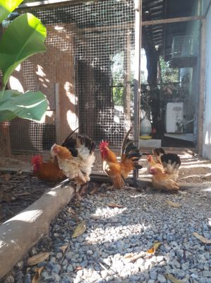 Chabo chicken for sale