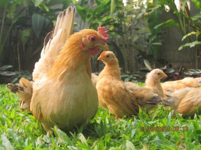 Chabo chicken for sale