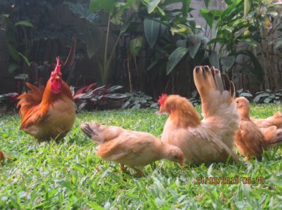 Chabo chicken for sale