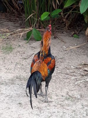 Rooster for sale