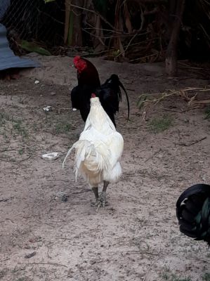 Rooster for sale