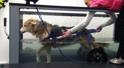 Treadmill for Handicapped Dogs - Please give or sell cheap a treadmill