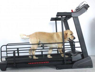 Treadmill for Handicapped Dogs - Please give or sell cheap a treadmill