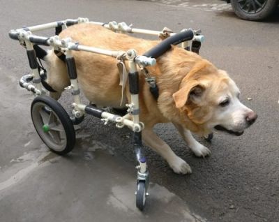 Treadmill for Handicapped Dogs - Please give or sell cheap a treadmill