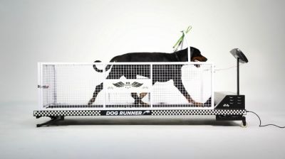 Treadmill for Handicapped Dogs - Please give or sell cheap a treadmill