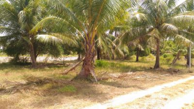 Land for sale in Prachuap khiri khan 456 Sqm.