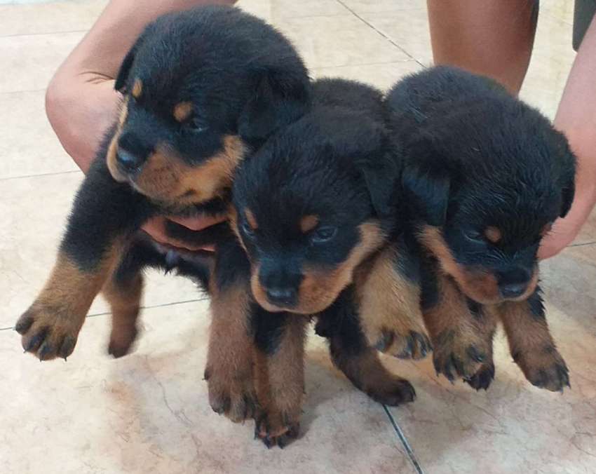 Beautiful Female Rottweiler Puppies for sale | Pets & Accessories