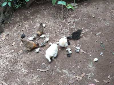 Bantam silkie chickens for sale 