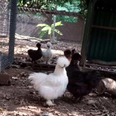 Bantam silkie chickens for sale 