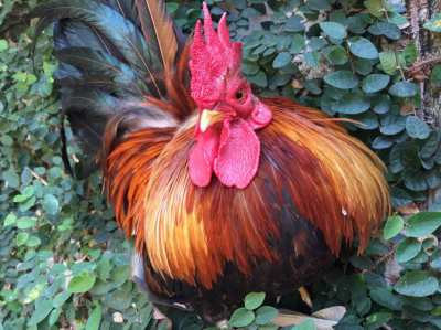 A PAIR OF QUALITY MINI BANTAM CHICKENS FOR SALE