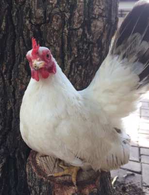 A PAIR OF QUALITY MINI BANTAM CHICKENS FOR SALE