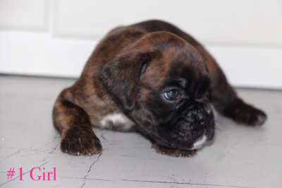 Pedigree boxer puppies 