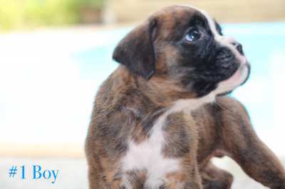 Pedigree boxer puppies 