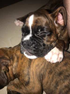 Pedigree boxer puppies 