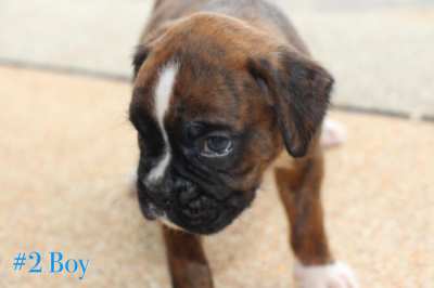 Pedigree boxer puppies 