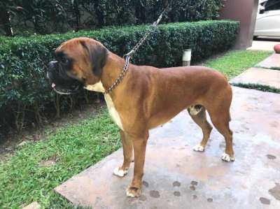 Pedigree boxer puppies 