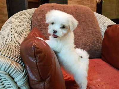 Maltese Puppies for sale