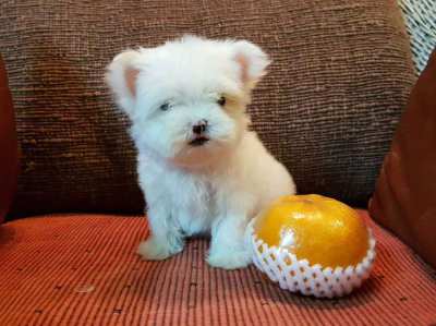 Maltese Puppies for sale