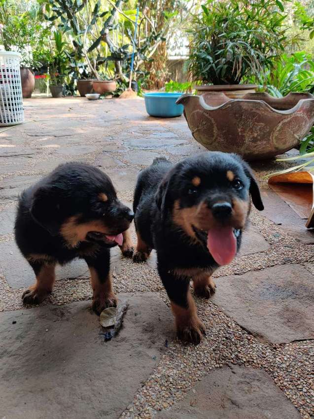 Rottweiler Puppies | Pets & Accessories | Pattaya East Sukhumvit