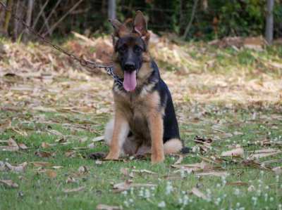 German Shepherd Puppy Available 