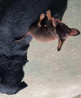 5 Chihuahua puppies for sale, 12 weeks old,