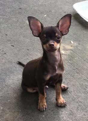 5 Chihuahua puppies for sale, 12 weeks old,