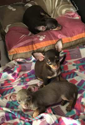 5 Chihuahua puppies for sale, 12 weeks old,