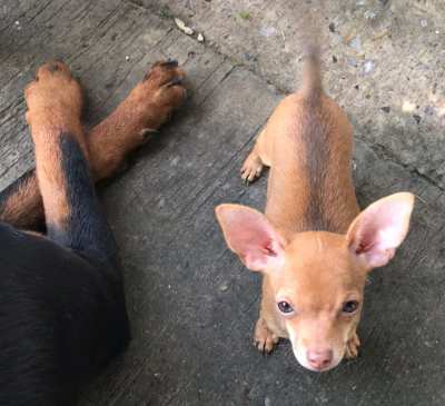 5 Chihuahua puppies for sale, 12 weeks old,