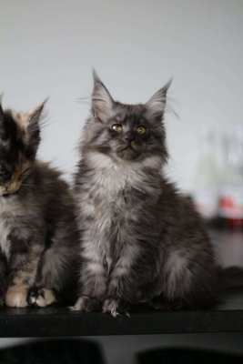 Large European Maine Coon kittens for sale