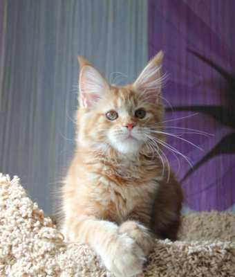 Large European Maine Coon kittens for sale