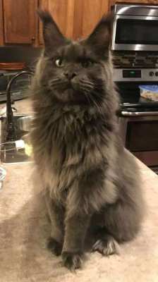 Large European Maine Coon kittens for sale