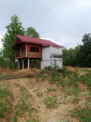 House + 5 Rai 3 ngan 97 wah Chaiyaphum 11km from the city