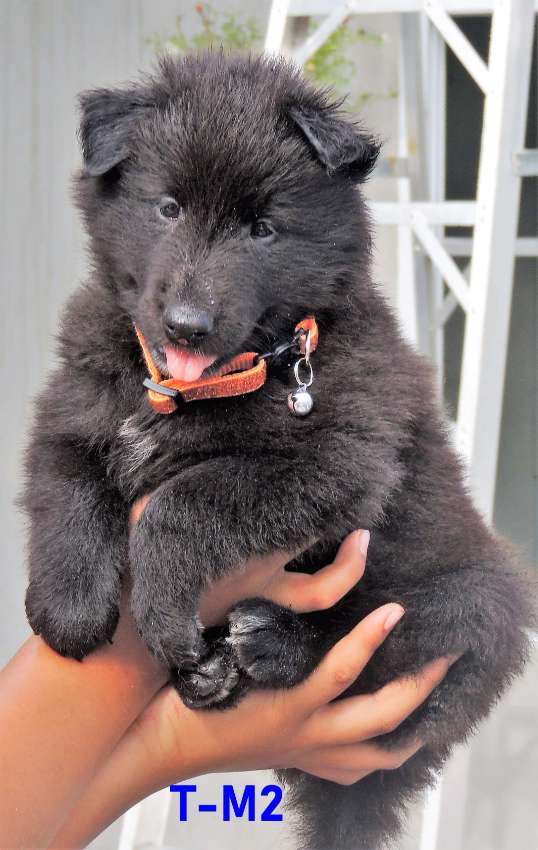 Groenendael puppies for sales sale