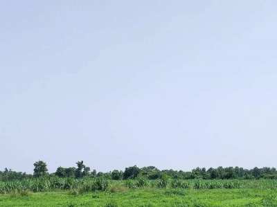 Land for sale in Non Sung District, Nakhon Ratchasima (Owners Post)