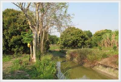 Longan garden, 730 sqwha., in Ton Chok-Nong Tong, Hang Dong, ChiangMai