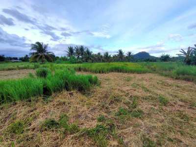 Owner Cut Minimum 2 Rai  - Also Sell Connecting 3 Rai Coconut Orchard 