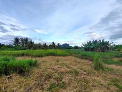 Owner Cut Minimum 2 Rai  - Also Sell Connecting 3 Rai Coconut Orchard 