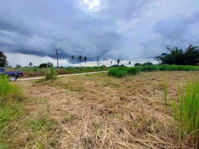 Owner Cut Minimum 2 Rai  - Also Sell Connecting 3 Rai Coconut Orchard 