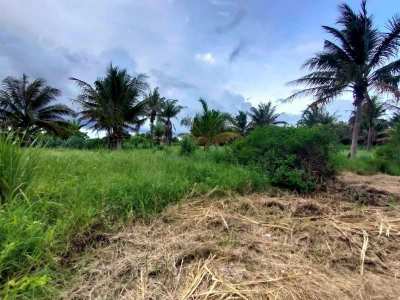 Owner Cut Minimum 2 Rai  - Also Sell Connecting 3 Rai Coconut Orchard 