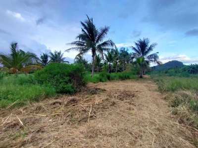 Owner Cut Minimum 2 Rai  - Also Sell Connecting 3 Rai Coconut Orchard 