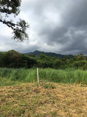 ขายที่ดินเขาใหญ่ ทำเลทองวิวสวย ใกล้ถนนมิตรภาพใกล้แหล่งชุมชน 509.3 ตรวา