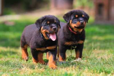 Rottweiler Puppies for Sale